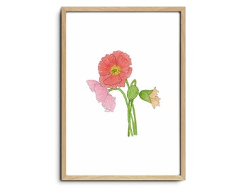 Poppies - Limited Reproduction Art Print | Wildflower Art Print, Floral Wall Art, Australian Art, Floral Illustration, Hand Drawn