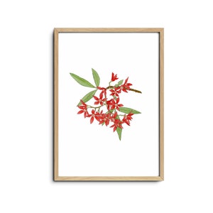 Christmas Bush - Limited Reproduction Art Print | Wildflower Art Print, Floral Wall Art, Australian Art, Floral Illustration, Hand Drawn