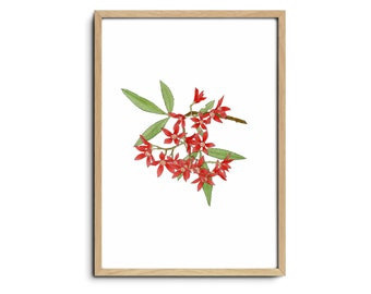 Christmas Bush - Limited Reproduction Art Print | Wildflower Art Print, Floral Wall Art, Australian Art, Floral Illustration, Hand Drawn