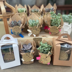 Party Favors - Succulent Live Plants Personalized for Weddings, Bridal Shower, Baby Shower, Sweet 16, Quinceanera, 50th Birthday, Engagement