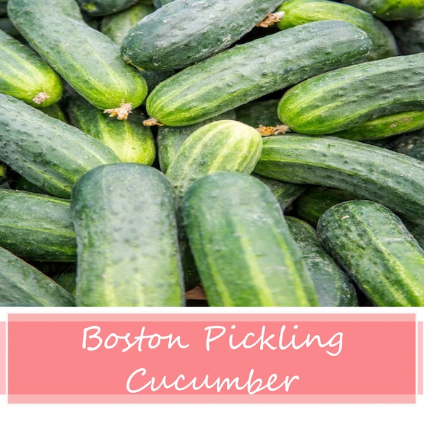 Boston pickling cucumber