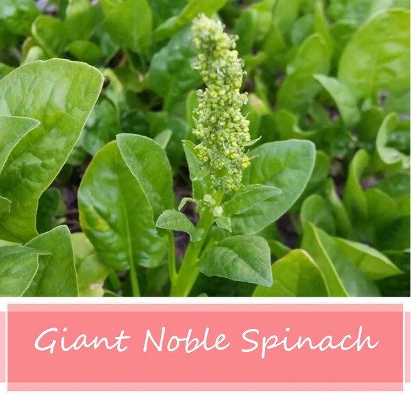 Giant Noble Spinach