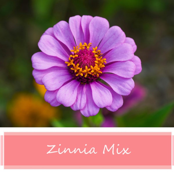 Zinnia Mix