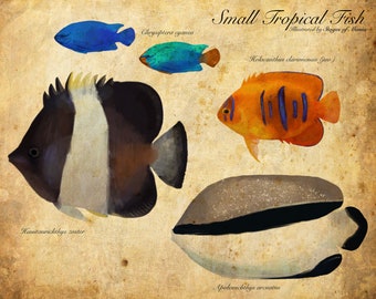 Tropical Fish Scientific Illustration Art Print