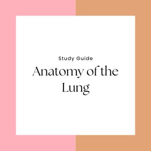 May include: A study guide with a pink and brown background and the text "Study Guide Anatomy of the Lung" in black.