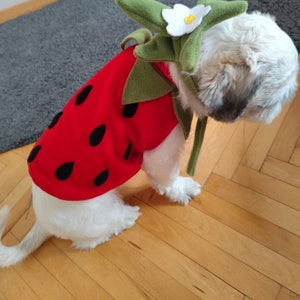 Strawberry Costume-Cat Lover Gift-Dog Birthday Costume-Racer Pet Costume-Birthday Special Gift for Pets-Racing Two Fast Pet Costumes image 6