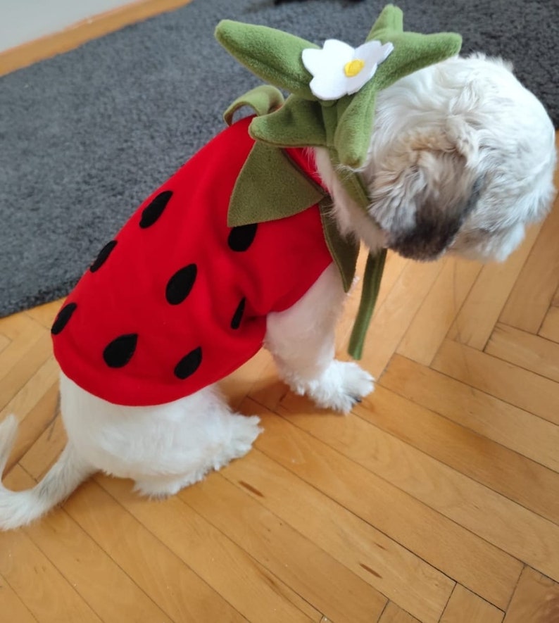 Strawberry Costume-Cat Lover Gift-Dog Birthday Costume-Racer Pet Costume-Birthday Special Gift for Pets-Racing Two Fast Pet Costumes image 6