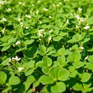 Pode incluir: Um campo denso de plantas de trevo verde vibrante com pequenas folhas trifoliadas arredondadas e cachos de delicadas flores brancas que florescem por toda a folhagem, capturado sob luz solar natural e brilhante.