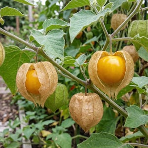 Andean berry/Cape gooseberry (Physalis peruviana) - seeds