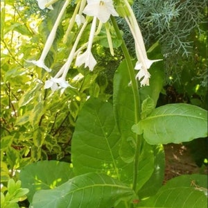 Scented/forest tobacco - 100 seeds (Nicotiana sylvestris)