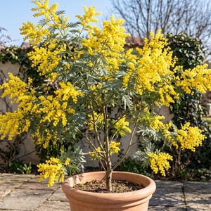 Könnte beinhalten: Ein Mimosenbaum im Topf mit leuchtend gelben, kugelförmigen Blütenclustern und gefiedertem, silbrig-grünem Laub. Die Pflanze steht in einem runden, terrakottafarbenen Gefäß und zeigt einen dichten, aufrechten Wuchs mit zahlreichen Zweigen.