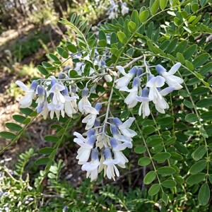 May include: A flowering plant featuring clusters of small, delicate blossoms with pale blue and white petals. The plant has compound leaves with numerous small, oval-shaped, green leaflets arranged in pairs along thin, woody stems.