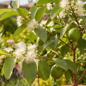 Op de afbeelding: Een tak van een guaveboom met gladde groene ovale bladeren, kleine ronde groene vruchten en trossen witte bloemen met talloze dunne, delicate meeldraden die vanuit het midden van elke bloesem naar buiten steken.