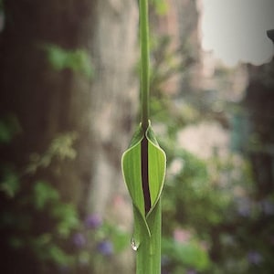 May include: A tall, slender green plant featuring a central stalk that extends upward from a partially opened, leaf-like spathe. The structure is vibrant green with a dark, narrow interior visible within the opening and a single water droplet.