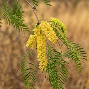 Könnte beinhalten: Ein Zweig eines Prosopis-Baumes mit leuchtend gelben, zylindrischen, kätzchenartigen Blütenständen, die nach unten hängen. Der Zweig ist mit zarten, gefiederten, grünen Blättern besetzt, die kleine, schmale und längliche Blättchen in Paaren aufweisen.