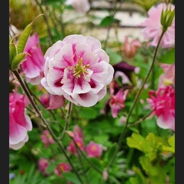 Columbine - Colorful Mix - 50+ Seeds (Aquilegia)