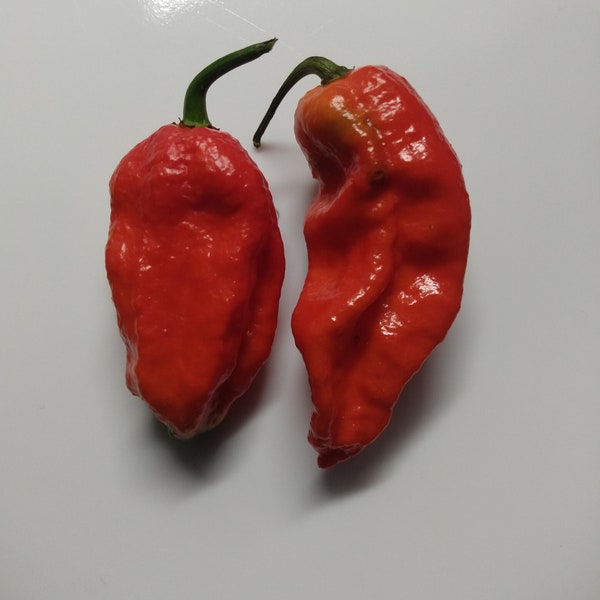 Dried Ghost Pepper