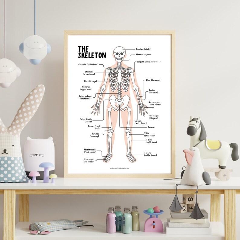Human Skeleton Poster for Kids Human Bones Downloadable Prints ...