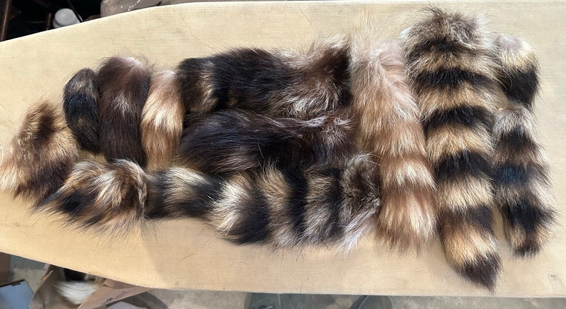 Lot of Genuine Raccoon Fur Tails image 1