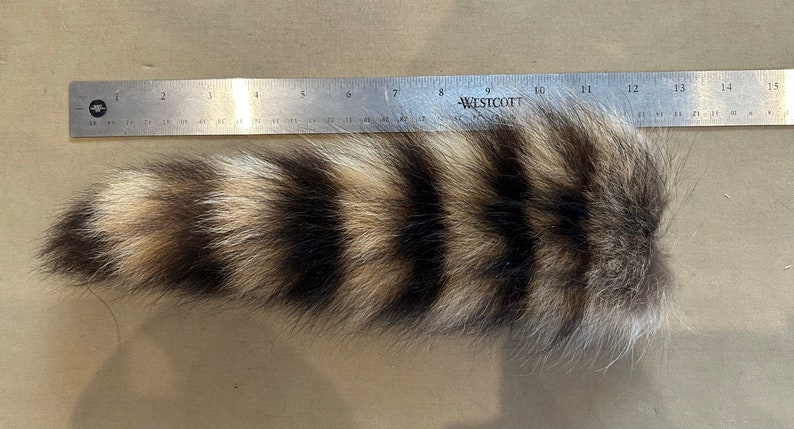 Lot of Genuine Raccoon Fur Tails image 6