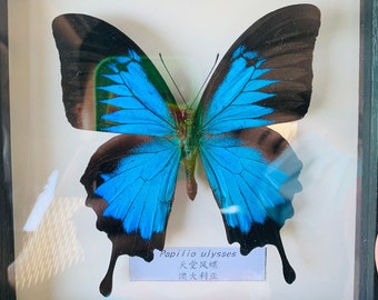 Large Blue Papilio Ulysses Butterfly in Frame,Ethically Sourced Butterflies,Butterfly Taxidermy,Real Butterfly,Butterfly,Butterfly in Frame