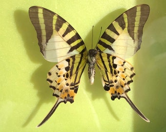 Mariposa Antífatas de Grafito, Mariposa Verde, Mariposas en Marco, Taxidermia de Mariposas, Mariposa Real, Marco de Mariposa, Para Artes de Pendientes