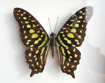 Graphium Agamemnon Mariposas de origen ético, Mariposa verde, Taxidermia de mariposa, Mariposa en marco, Mariposa real, Mariposa de la naturaleza