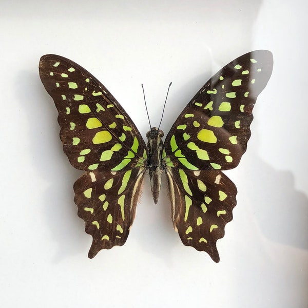Graphium Agamemnon Ethically Sourced Butterflies, Green Butterfly,Butterfly Taxidermy, Butterfly in Frame,Real Butterfly,Nature Butterfly