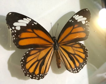Danaus plexippus mariposa monarca taxidermia en marco, mariposa naranja, mariposa preservada, cola de golondrina enmarcada, entomología, espécimen de mariposa