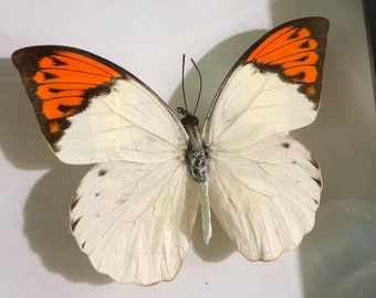 Hebomoia Glaucippe Mariposa, Mariposas en Marco, Taxidermia Mariposa, Mariposa Real, Marco Mariposa, Para Pendientes Artes, Manualidades, Joyería