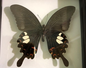 Mariposa cola de golondrina en marco, taxidermia de mariposa, mariposa real, marco de mariposa, mariposa de la naturaleza, mariposa enmarcada,