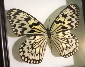 Idea Leuconoe Butterflies in Frame, Black And White Butterfly,Butterfly Taxidermy, Real butterfly, Butterfly Frame, Nature Butterfly