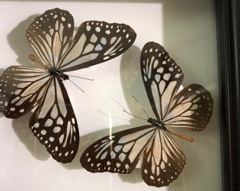 Parantica Aglea Mariposa, Mariposas transparentes en marco, Taxidermia de mariposa, Mariposa real, Marco de mariposa, Para pendientes Artes Mariposa