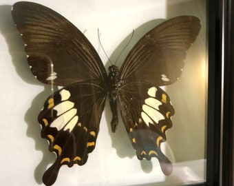 Mariposa real en madera en marco, Taxidermia de mariposa, Decoración de mariposas, Taxidermia de insectos, Marco de mariposa, Para artes de aretes, artesanías, joyería