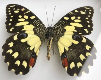 Papilio Demodocus mariposas de origen ético, regalo de mariposa, taxidermia de mariposa, mariposa en marco, mariposa real, mariposa de la naturaleza