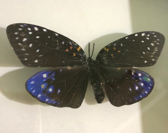 Mariposa Púrpura, Mariposa Real En Madera En Marco, Taxidermia Mariposa, Decoración De Mariposas, Taxidermia De Insectos, Marco De Mariposa, Para Artesanías