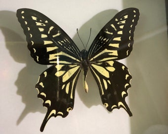 Papilio Xuthus Butterfly,Citrus Swallowtail Butterflies in Frame,Swallowtail Butterfly, Butterfly Taxidermy, Real butterfly,Butterfly Frame