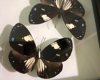 Mariposas en marco,Taxidermia de mariposa,Mariposa real,Marco de mariposa,Mariposa de la naturaleza,Mariposa de la naturaleza,Para artes de pendientes,Decoración de mariposas
