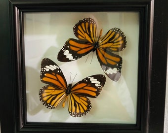 Amarillo Danaus Chrysippus Mariposas en Marco, Taxidermia Mariposa, Mariposa Real,Marco Mariposa,Mariposa Naturaleza