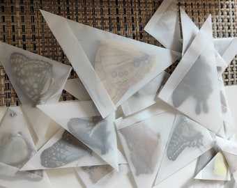 Mezcla aleatoria de ilustraciones de taxidermia de mariposas reales, taxidermia de mariposas, mariposas de origen ético, ejemplares de mariposa, mariposas reales, mariposas