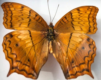 Vindula Dejone Mariposa en un marco,Mariposa naranja,Taxidermia mariposa, Mariposa real,Cola de golondrina enmarcada,Arte de mariposa,Mariposas enmarcadas