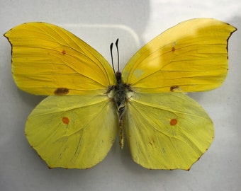 Mariposa amarilla Gonepteryx Rhamni, mariposas amarillas en marco, taxidermia de mariposa, mariposa real, marco de mariposa