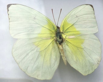 Catopsilia Pomona Butterfly Taxidermy In Frame,White Light Yellow Butterfly,Framed Swallowtail,Butterfly Specimen,Butterfly Box Frame
