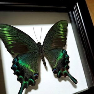 Peut inclure: Un papillon vert et noir encadré avec des ailes irisées. Le papillon est monté sur un fond blanc.