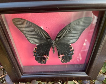 Marco de mariposa, mariposas de origen ético, mariposa de la naturaleza, espécimen de mariposa, taxidermia de mariposa, mariposa real, insecto real