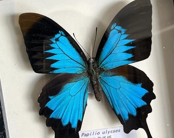 Farfalla Papilio Ulysses Montata Sotto Vetro, Cornice Nera In Legno - Tassidermia Etica, Da Collezione