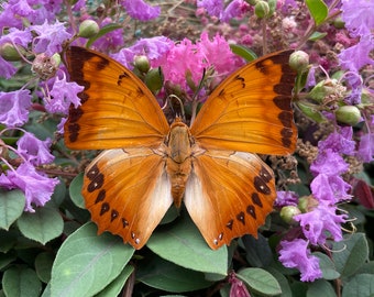 Marco de mariposa, artesanías de mariposa, mariposa, especímenes de mariposa, insectos reales, alas de mariposa reales, mariposa enmarcada, mariposas extendidas