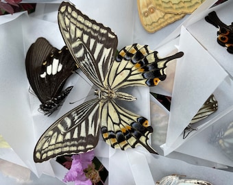 Mezcla aleatoria de obras de arte de taxidermia de mariposas reales, artesanías de mariposas, mariposas, especímenes de mariposas, insectos reales