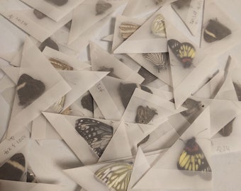 Mezcla aleatoria de obras de arte de taxidermia de mariposa real, taxidermia de mariposa, mariposas de origen ético, espécimen de mariposa, mariposas secas