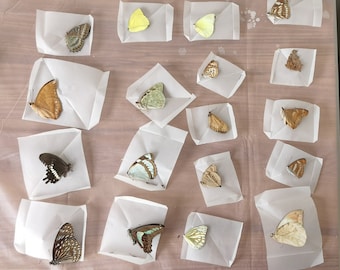 Mezcla aleatoria de obras de arte de taxidermia de mariposa real, taxidermia de mariposa, mariposa de la naturaleza, mariposas de origen ético, mariposa, mariposa real